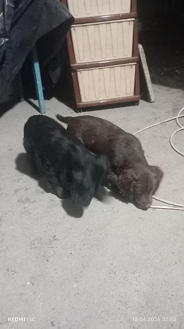 королевский дог цена: Продаю охотников.щенкам больше двух месяцев .привиты .цена 4000сом — 4