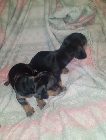 акустические системы panasonic колонка в виде собак: Такса, 1 месяц, Самка — 6