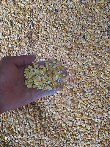 кукуруз: Кукуруза 🌽 Кормовый общий 250тон звоните по номеру для подробной — 3