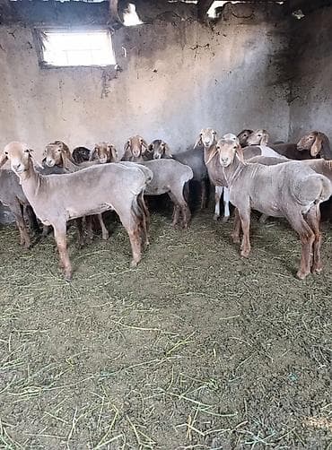 мериносы: Сатам | Ургаачы кой (ургаачы), Козу, Кочкор (эркек) | Аргын, Меринос, Арашан | Союуга — 4