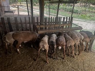 купить выдру бишкек: Продаю | Баран (самец) | На забой — 5