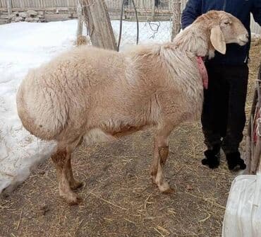 Продаю | Баран (самец) | Арашан | Для разведения | Племенные