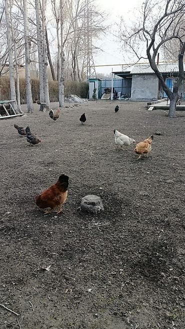 камера на велосипед: BMX велосипед — 4