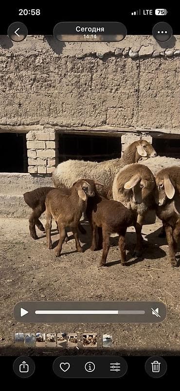 Продаю | Овца (самка) | Для разведения | Племенные