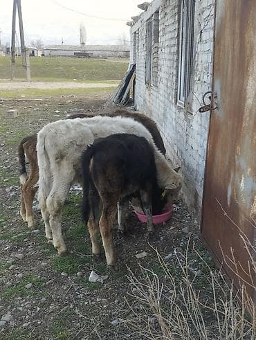 зоомагазин бишкек с животными: Продаю | Музоо, торпок | Полукровка | На откорм — 2