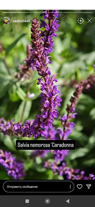 Дербенник цветение продолжительное высота 1,2 куст 250,Барбарис — 1