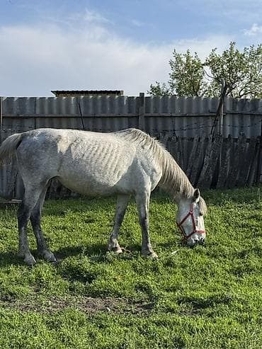 кызыл октябрь: Сатам | Бээ (ургаачы) | Сүт алуу үчүн, Жумушка | Мерин, Жасалма жол менен боозутуу, Асыл тукумдуу — 2