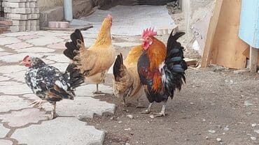 оборудование для корма: Продаю | Куры | Для разведения — 1