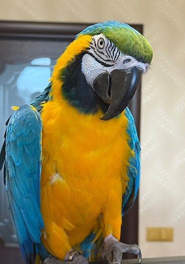 форма животных: Ара синежёлтый ручное. говоряшие - Крупный попугай с ярким — 1