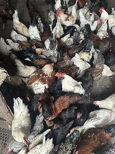 Продаю | Куры, Петух | Полубрама, Домашняя, Кучинская | На забой, Для разведения, Несушки