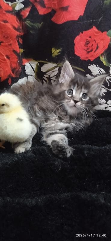 лежанка для кошки: Мейн-кун, 1 месяц, Девочка — 1