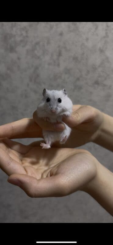 сколько стоят вислоухие кошки: Хомяк джунгарский(1месяц)+Клетка для хомяка - Компактная двухъярусная — 1