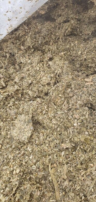 продажа домашних животных: Силос Даныменен Свежий. На яме Адрес Село Сокулук 7сом 1кг от центра — 4