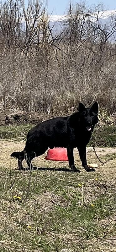 Восточноевропейская собака