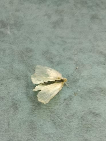 ночная бабочка: Экспонат для энтомологической коллекции — дневная бабочка (семейство — 1