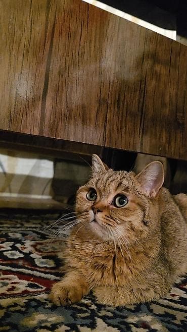 британская кошка цена бишкек: Скотиш Страйт (Шотландская прямоухая), 10 месяцев, Мальчик — 5