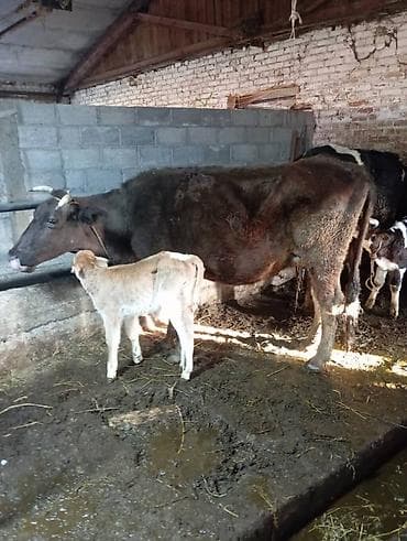 Продаю | Корова (самка) | Для молока | После отела