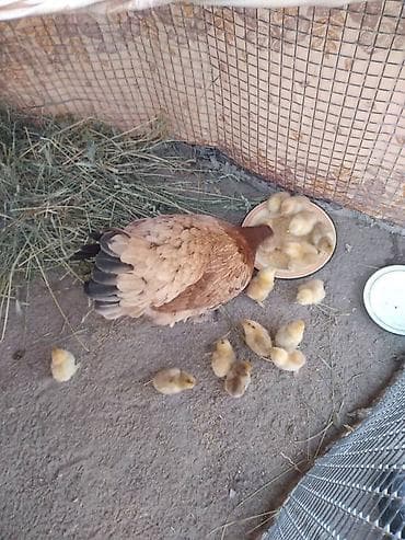 цеплята бройлер: Продаю | Куры | Домашняя | Для разведения — 2