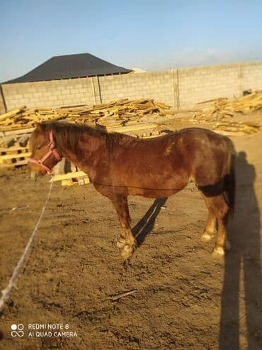 где можно купить молодых кур несушек: Продаю | Конь (самец) — 10