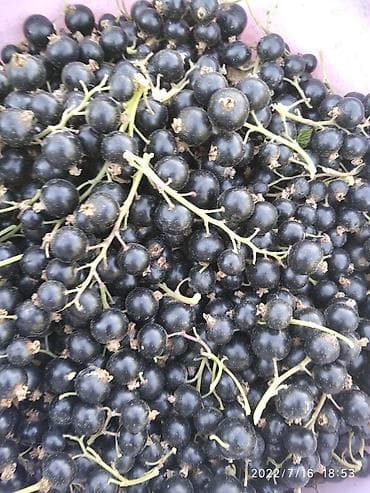 смородины: Смородина Оптом — 2