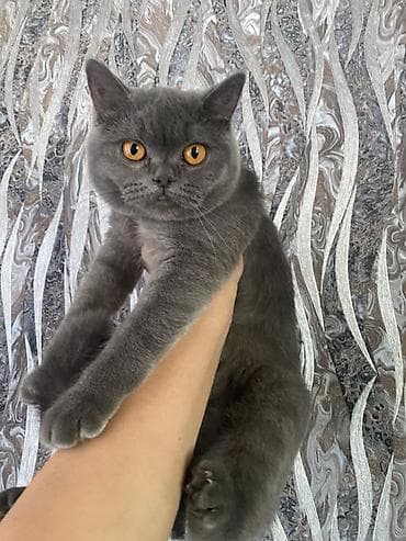 Отдам в добрые руки молодую Шотландскую кошечку. Ласковая, прекрасно