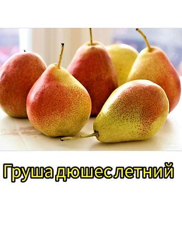 кызыл алма: Саженцы плодовых культур (разные сорта) оптом и в розницу. Успейте — 2