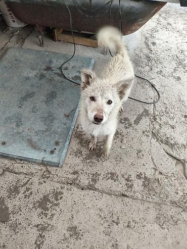 средний низкий: Лайка, 8 месяцев, Самка — 1