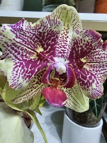 куплю саженцы роз: Продаю сортовые орхидеи. Комплектом. Бабочка и Пелорик. Первое — 3