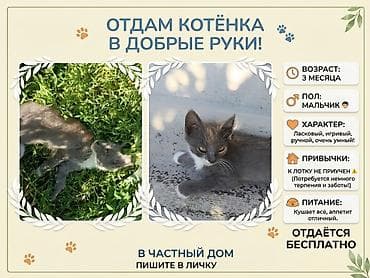 black cat: Кошка даром: Беспородная, 3 месяца, Мальчик, Метис — 1