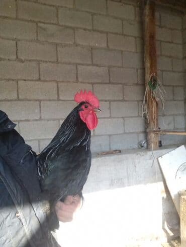 уй жаныбары: Сатам | Тооктор | Үй | Көбөйтүү үчүн — 4