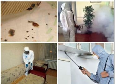 уничтожение клоп блох: Дезинфекция, дезинсекция, | Клопы, Блохи, Тараканы, | Транспорт, Офисы, Квартиры at lalafo.kg — 3 уничтожение клоп блох: Дезинфекция, дезинсекция, | Клопы, Блохи, Тараканы, | Транспорт, Офисы, Квартиры — 3