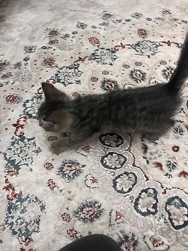 Отдадим 2-х котят в хорошие руки