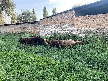 кури: Продаю | Овца (самка) | Для разведения | Матка — 3