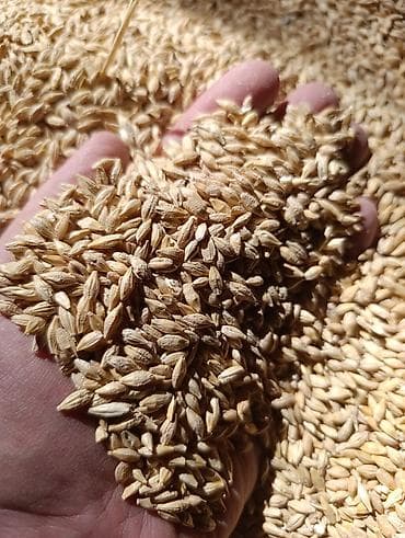 кукуруза для попкорма: Ячмень (зерно) семена сорт Канада 120 кг на гектар норма высева - — 2