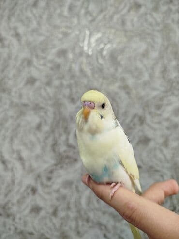 цесарка цена бишкек: Ассаламу Алейкум туугандар Папугай даяр пара 🦜 сатылат! Колго — 2