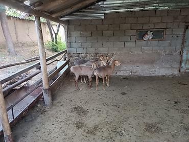 дакан с александровки: Продаю | Ягненок | Арашан — 6