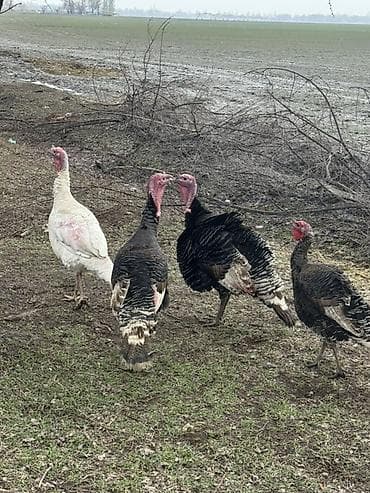 Продаю | Индюк (самец) | Для разведения | Племенные