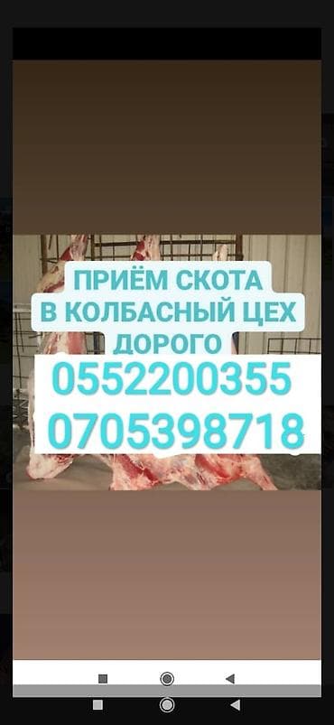 Жеке жак, Колбаса цехи : Уйлар, букалар, Жылкылар, аттар, Башка а/ч жаныбарлары, | Союлган, Күнү-түнү, Бардык шартта