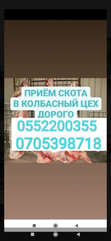 домик для животных: Куплю | Коровы, быки, Лошади, кони, Другие с/х животные | Забитый, Круглосуточно, Любое состояние — 1