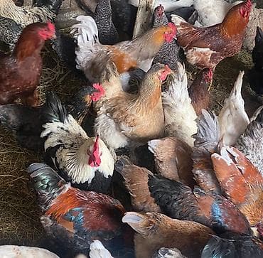 Продаю | Куры, Петух, Инкубационные яйца | Полубрама, Домашняя | На забой, Для разведения, Несушки