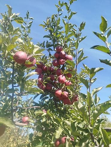 саженцы кочот: Жемиш багын Оз убагында, туура бутоо Мол тушум Алма бак бутайбыз Ар — 10