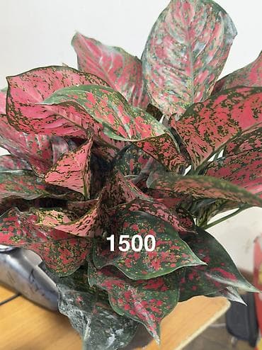 Комнатные декоративнолистные растения в горшках. 1) Калатея