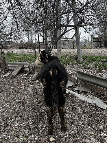 Аквариумдар: Сатам | Бука (эркек) | Ангус | Көбөйтүү үчүн — 3