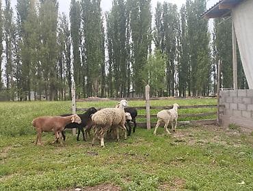 баран дулан: Продаю | Овца (самка) | Полукровка | Для разведения | Ярка — 3
