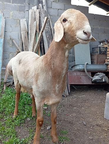 породистый баран: Продаю | Баран (самец) | Гиссарская, Арашан | На забой, Для разведения | Племенные, Осеменитель — 1