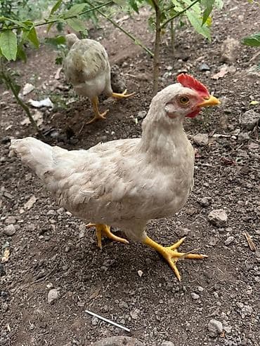 Животные: Продаю | Куры | Для разведения — 1