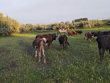 соль для животных: Продаю | Бык (самец) — 8