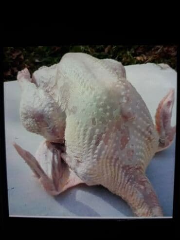 С/х животные и товары: Индюки на мясо — 1