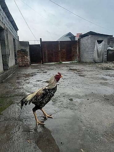 кошка токмок: Сатам | Короздор | Тебиштирүүчү | Көбөйтүү үчүн — 1