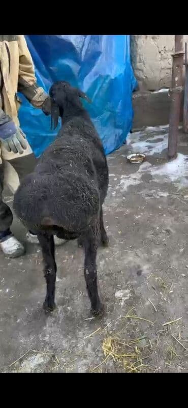 кочкор кой: Сатам | Кочкор (эркек) | Көбөйтүү үчүн — 2